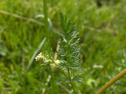 Apiacea da determinare